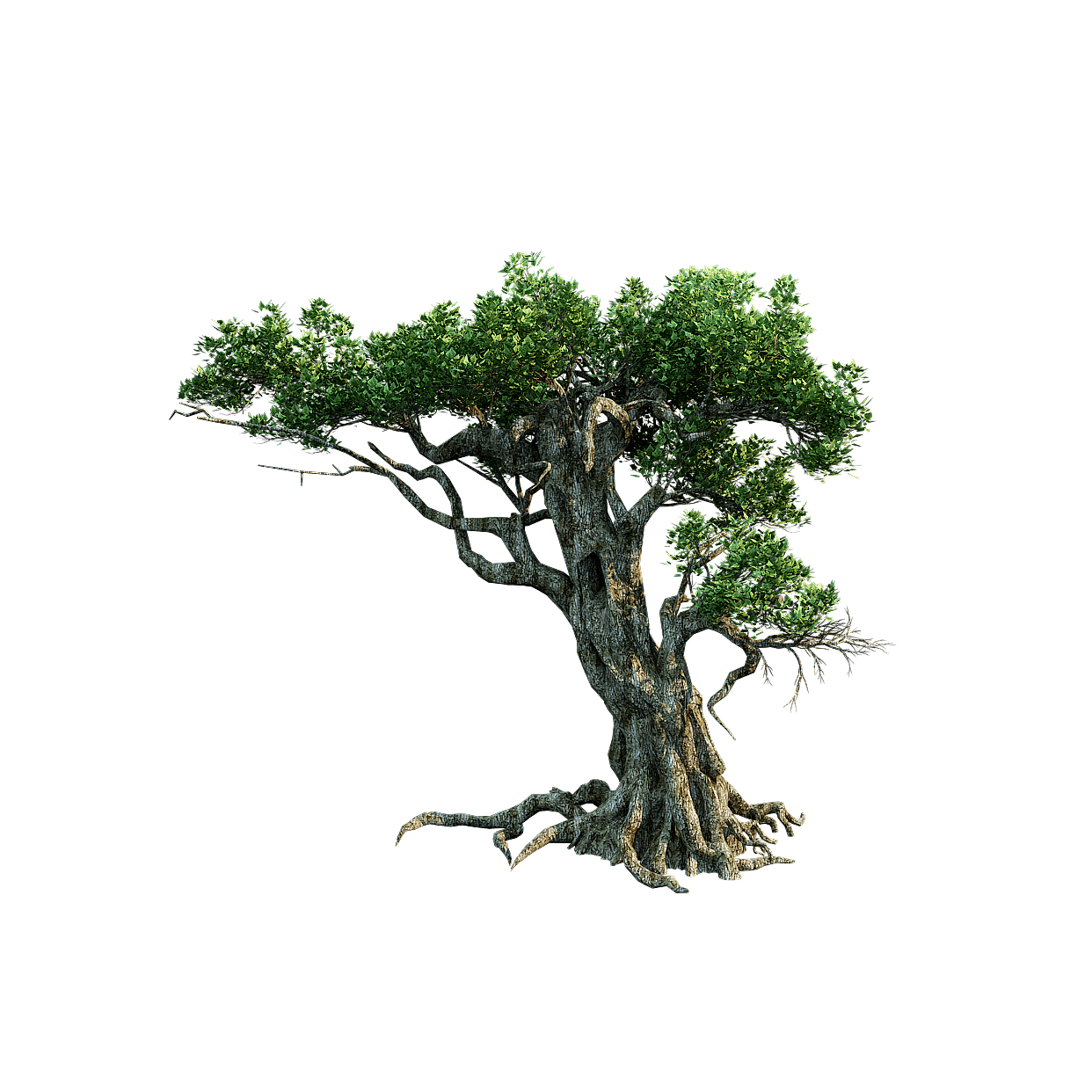 Weathered Bonsai-Style Tree 3D Model – Low-Poly Natural Design