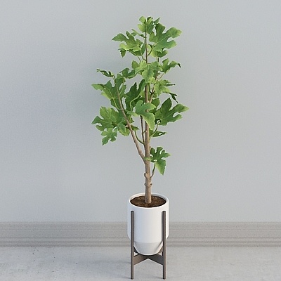 American style-Plant combination