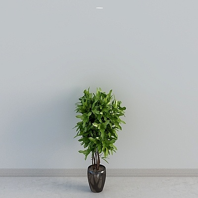 Ensemble de plantes en pot arbre vert