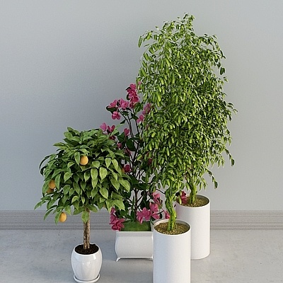 Bộ cây cảnh trong chậu