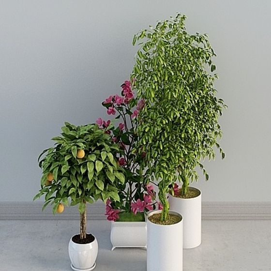Indoor Plant Collection 3D Model