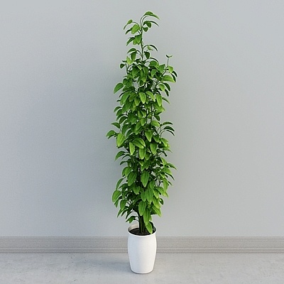 การรวมกันของต้นไม้