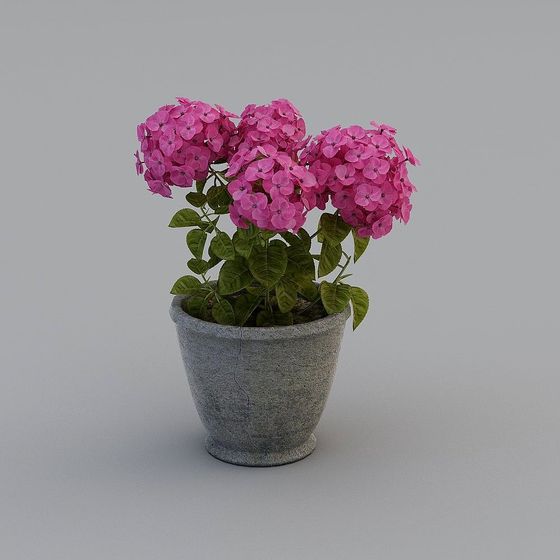 Hydrangea in a Pot 3D model
