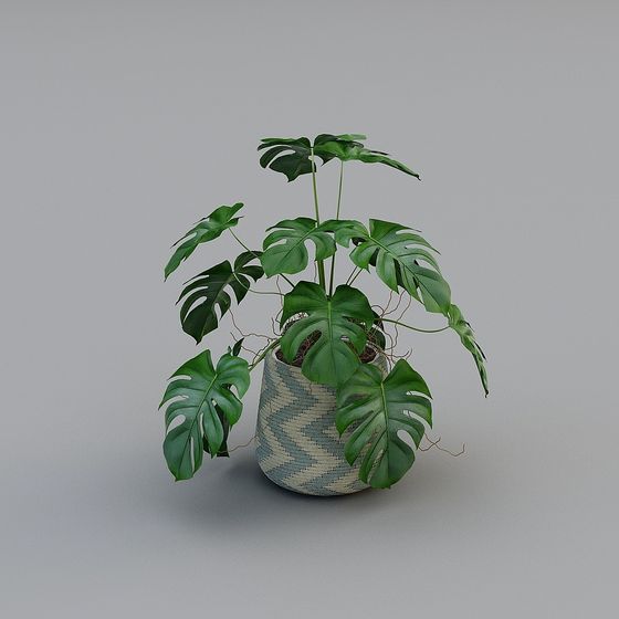 Monstera Plant in Woven Basket 3D model