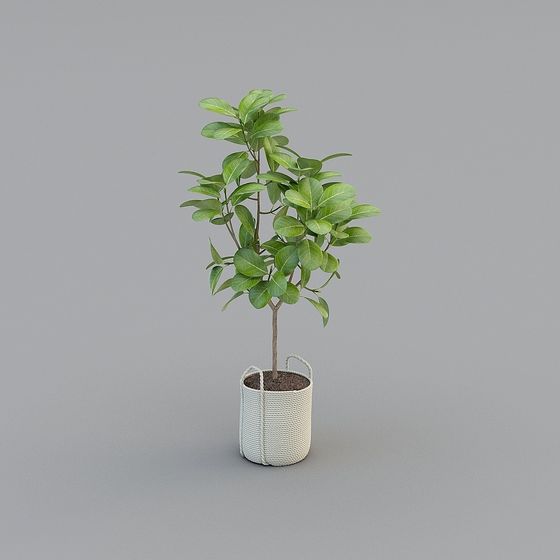 Green Vitality Indoor Plant 3D model
