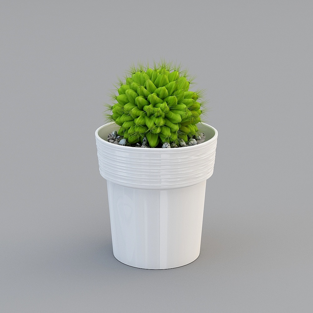 Potted-cactus