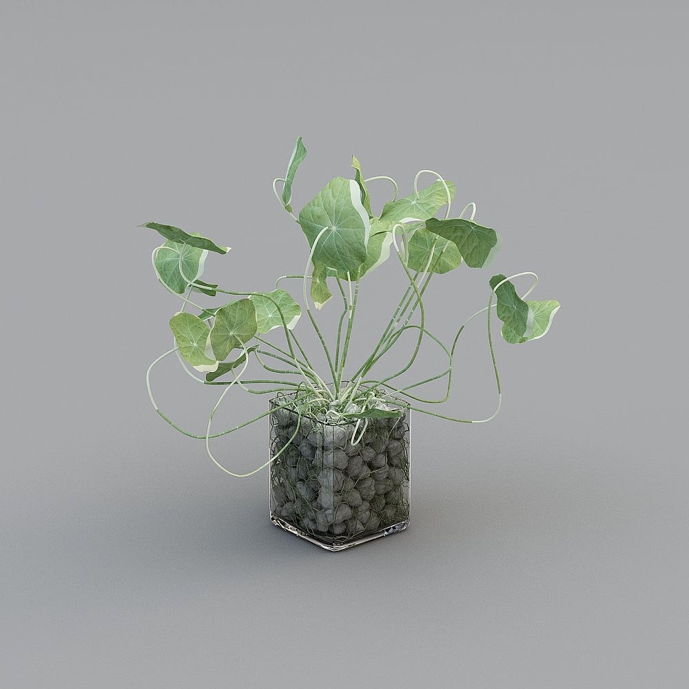 Anson-0001 - Plant - dollar twig