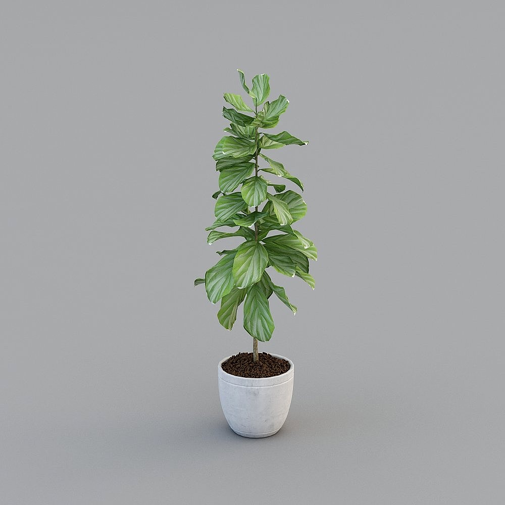 Modern Plants,Plants,Green
