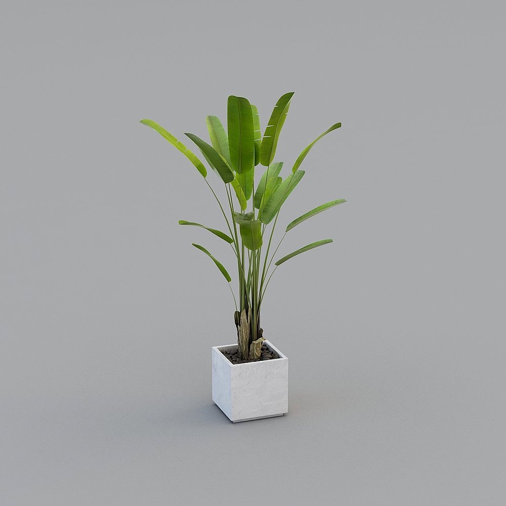 Modern Plants,Plants,Green