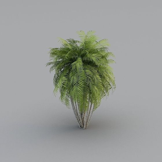 Tropical Palm Tree 3D model for Designers and Developers