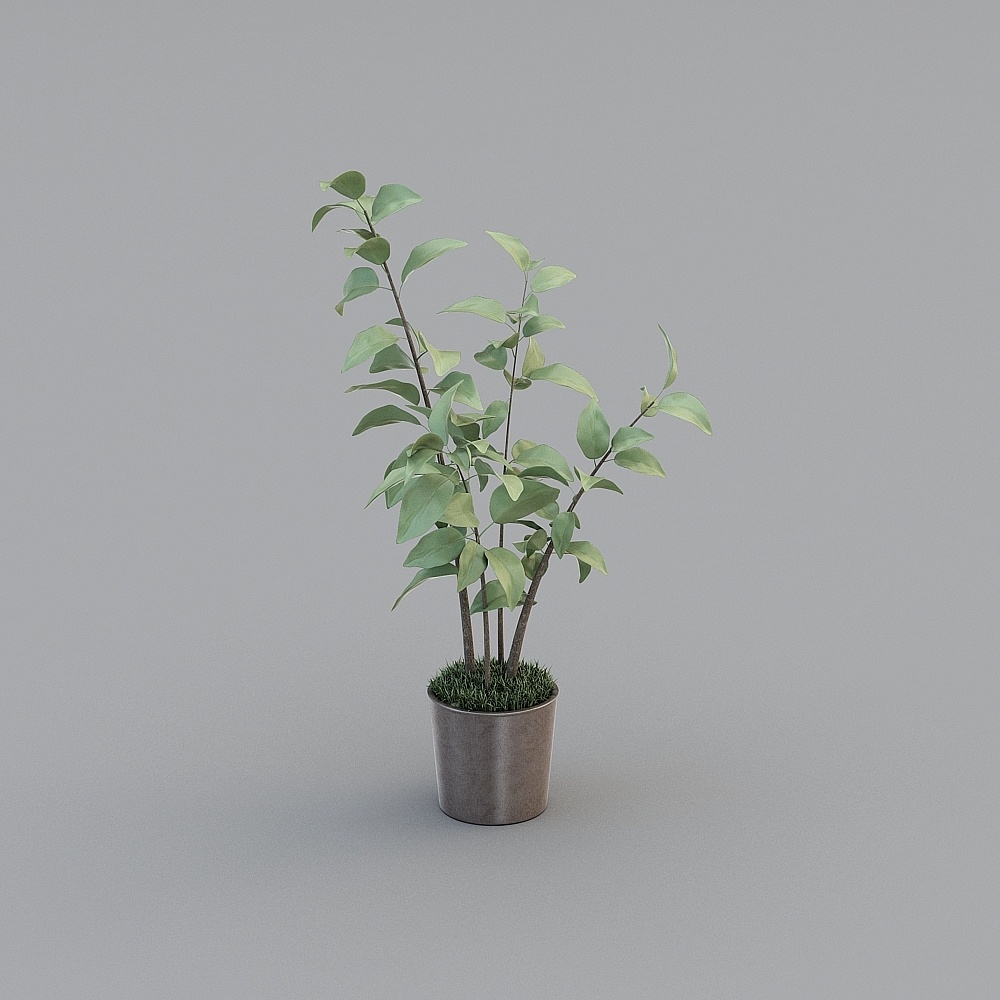 Nordic small Fresh Beauty Club-Green