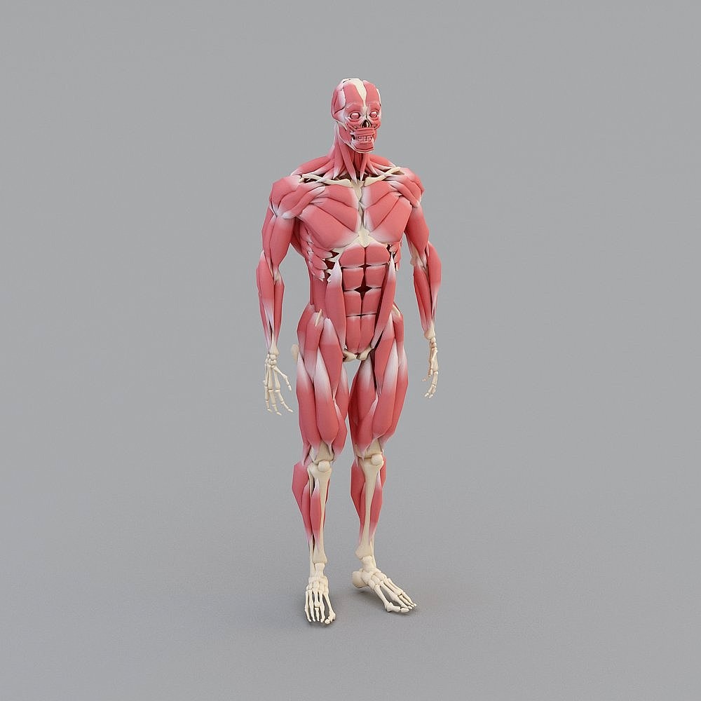 Realistic Low-Poly Human Anatomy 3D model