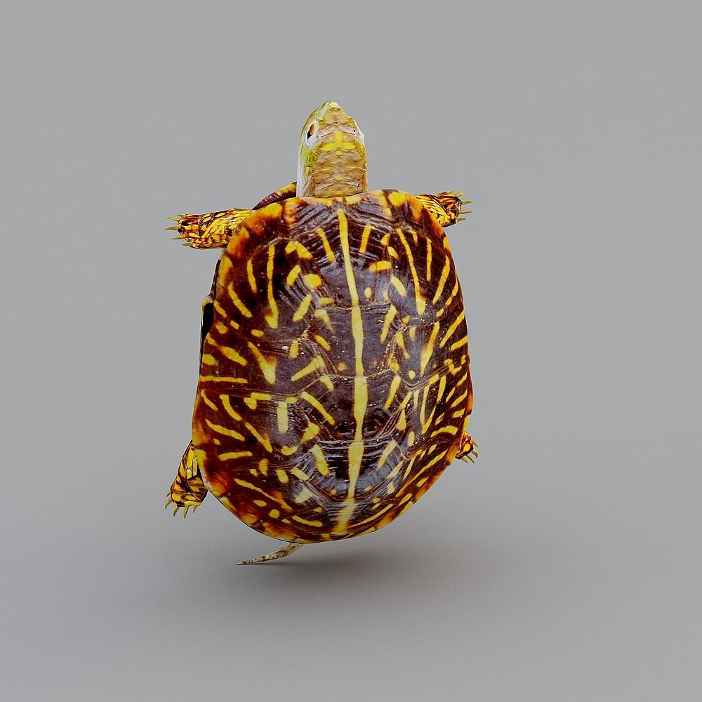 Low-Poly Realistic Turtle 3D model