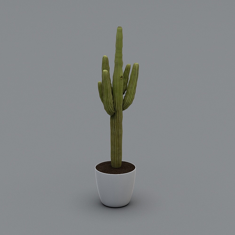 Realistic Cactus 3D Model for Creative Projects
