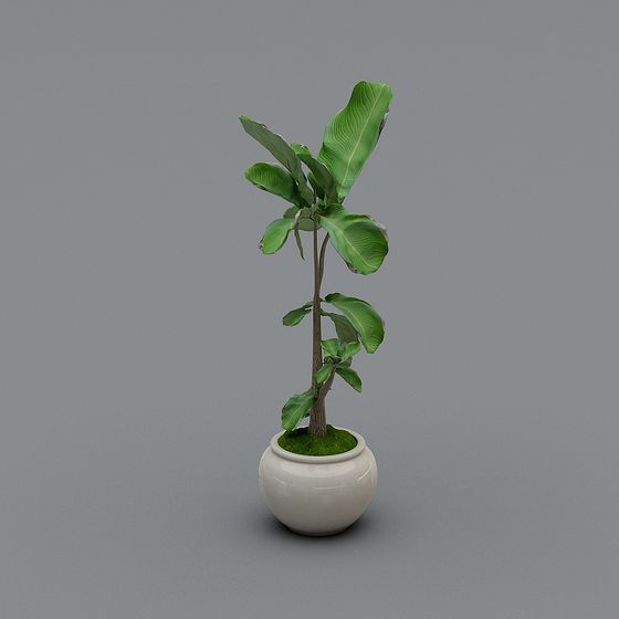 Plante verte