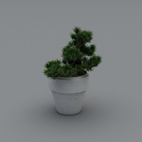 Potted Pine Tree 3D model for Designers