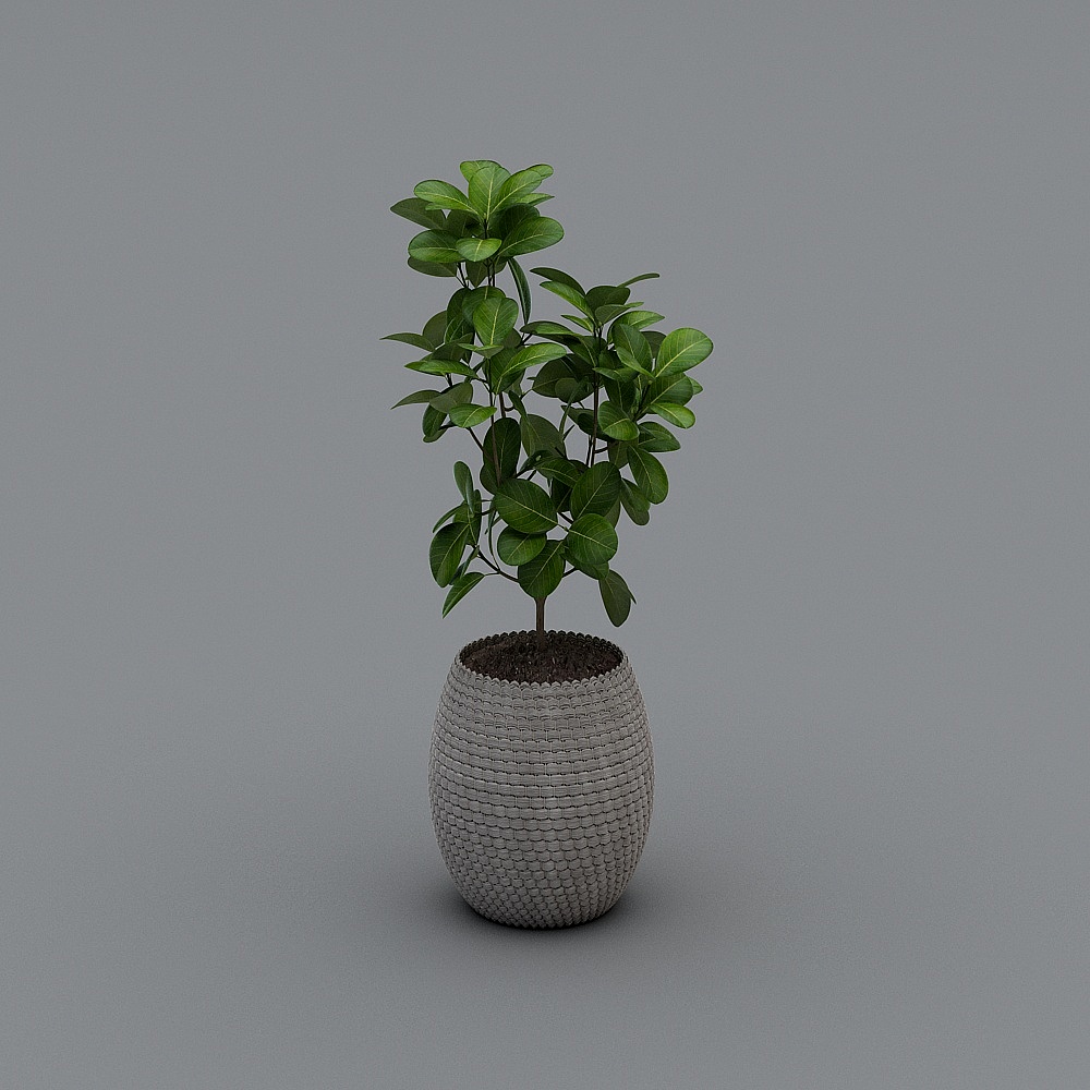 plant