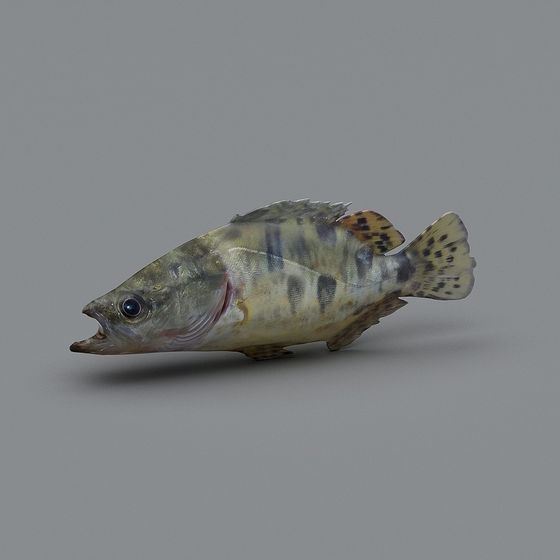 Majestic Tiger Fish 3D model for Underwater Exploration