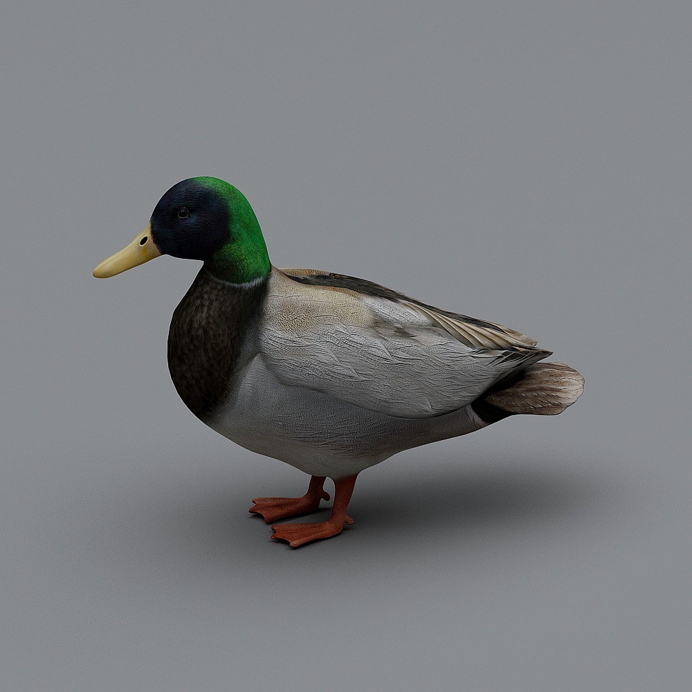 Realistic Low Poly Duck 3D model