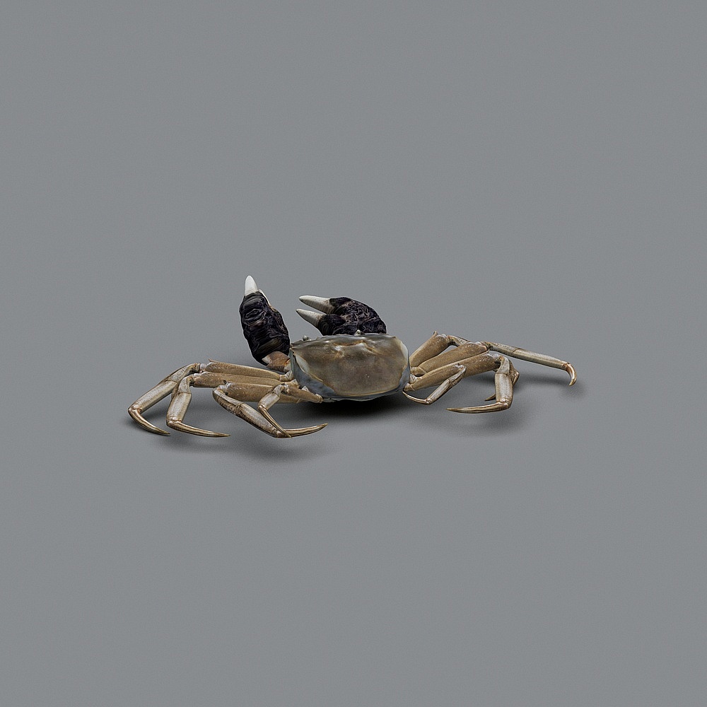 Low Poly Detailed Crab 3D Model for Creative Use