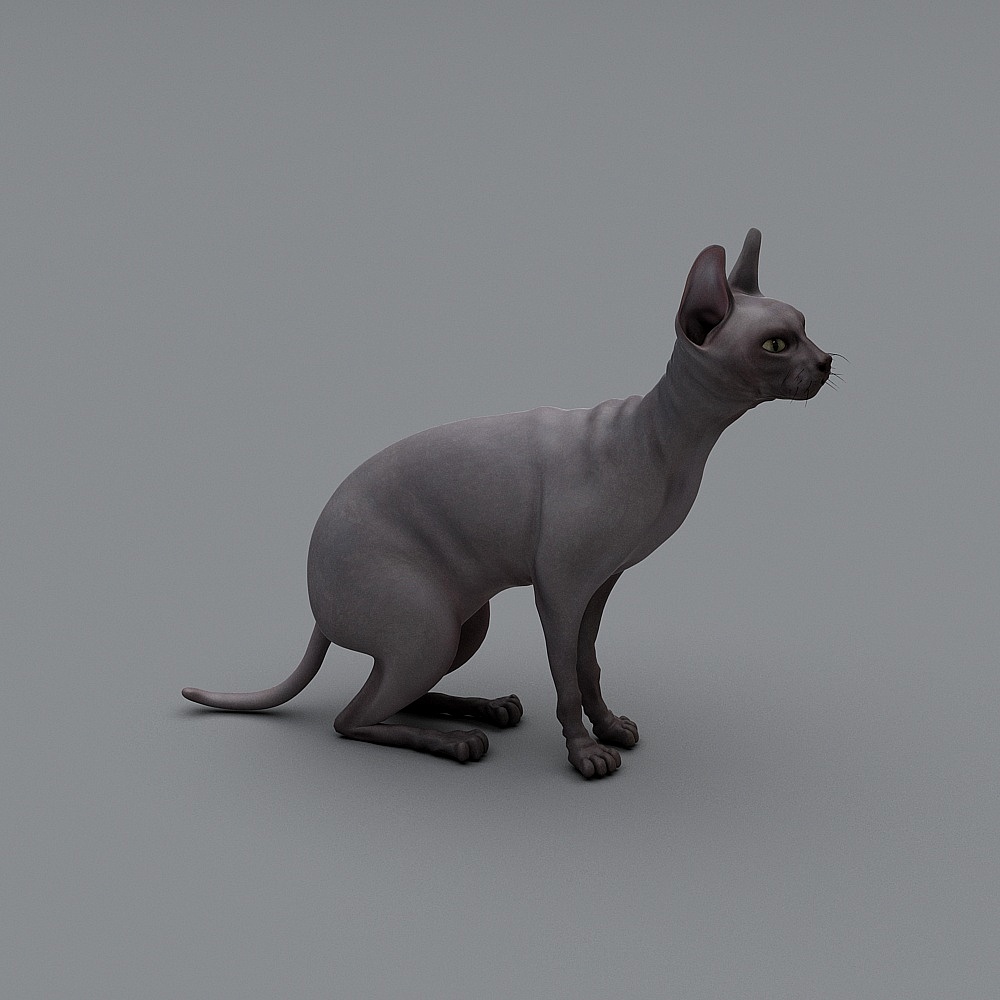 Sphynx Cat 3D Model - Low Poly Design