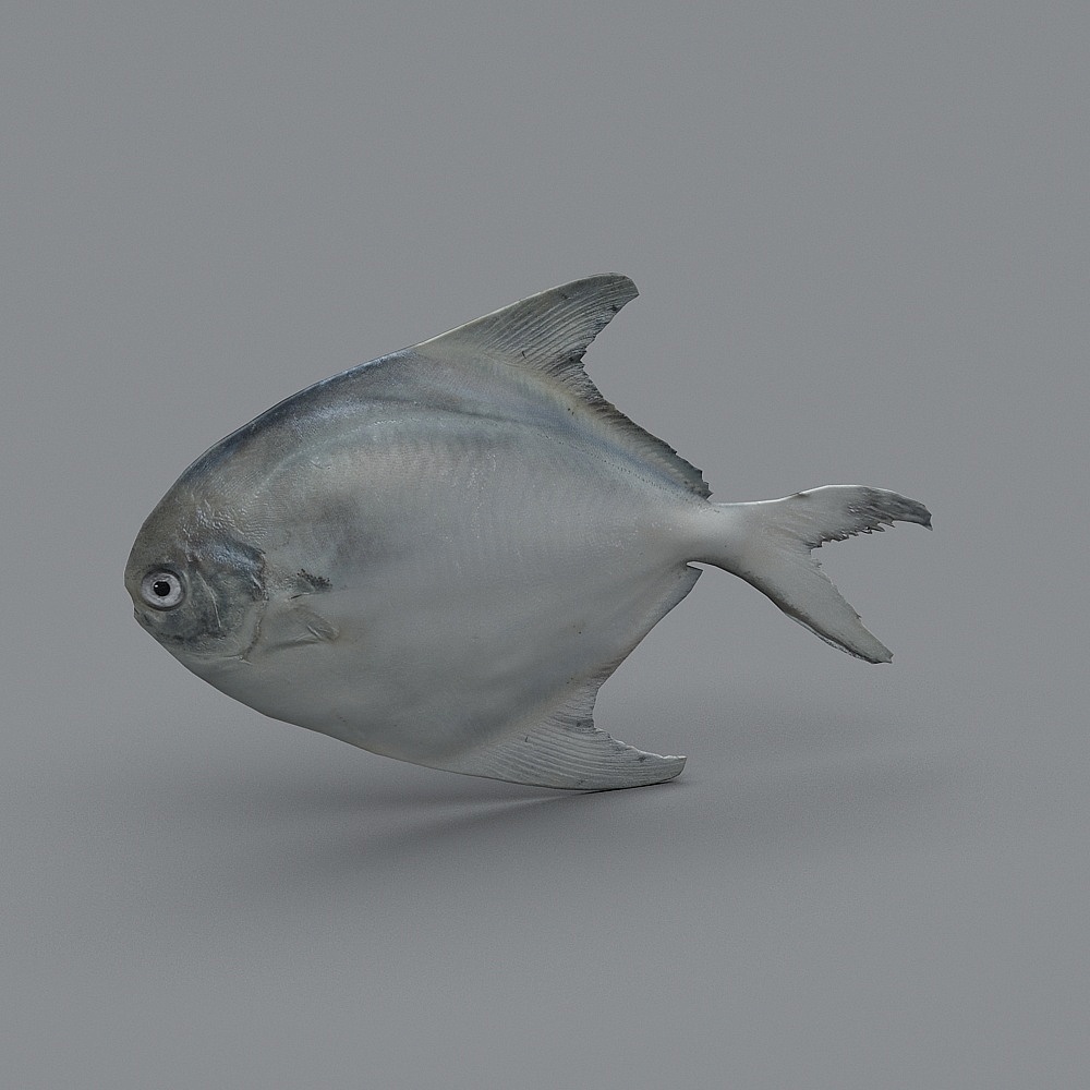 Stunning Silver Moonfish 3D model for Underwater Scenes