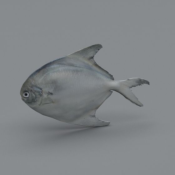 Elegant Silver Moonfish 3D model for Marine Creations