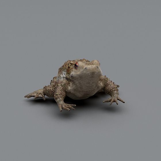 Realistic Toad 3D Model for Design and Animation