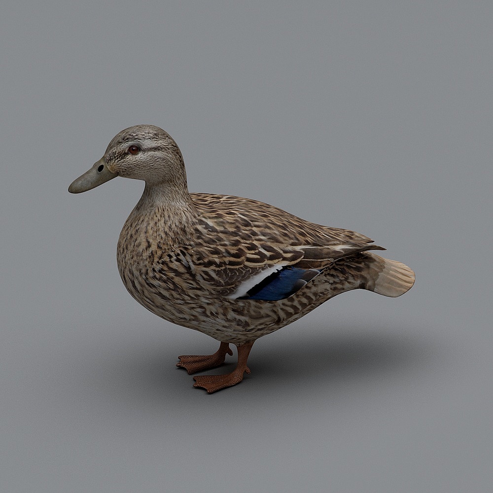 Realistic Low-Poly Duck 3D model