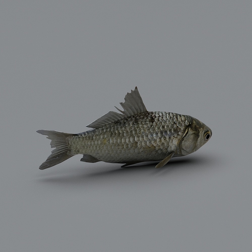 Vivid 3D Model of a Carp for Underwater Exploration