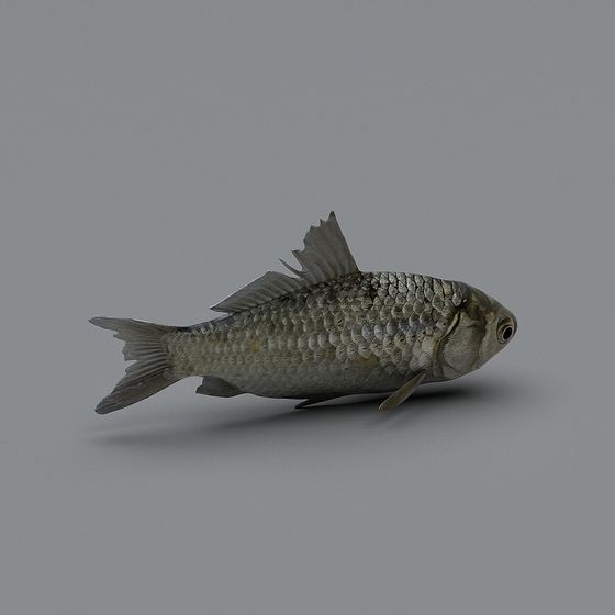 Realistic 3D Carp Model for Underwater Scenes