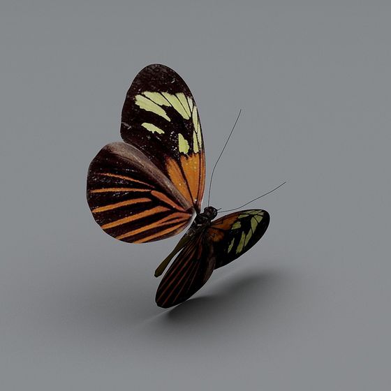 Tropical Color Butterfly 3D model