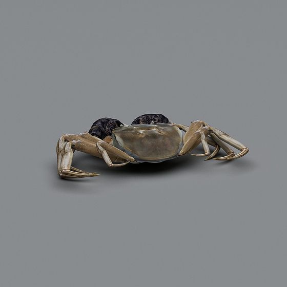 Realistic Low Poly Crab 3D model