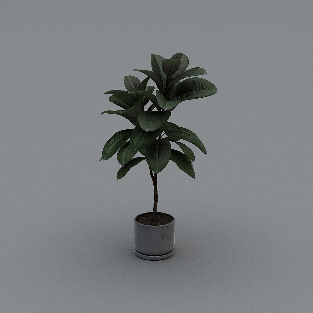 plant