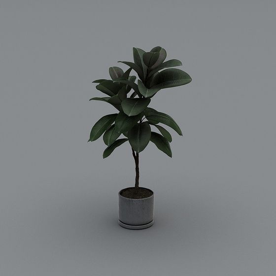Lifelike Rubber Tree 3D Model