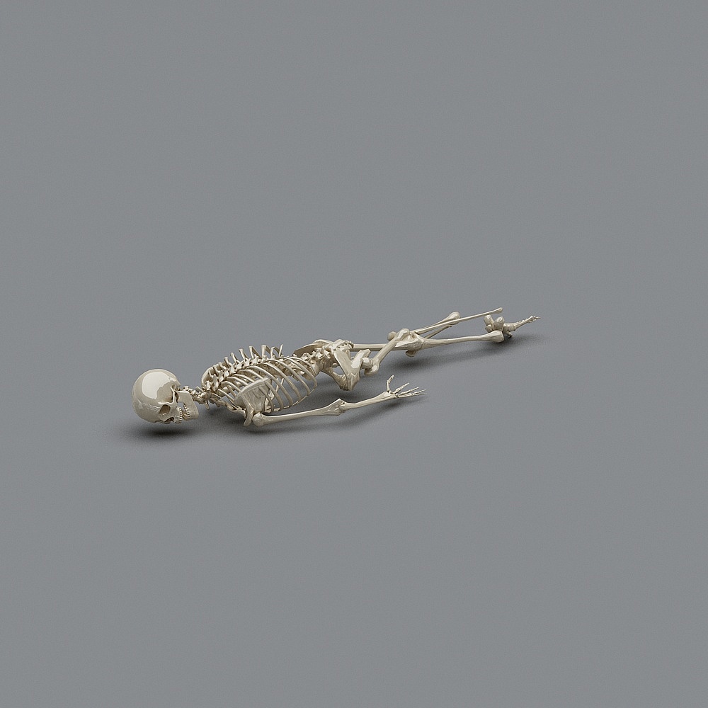 Low-Polygon High-Detail Skeleton 3D Model