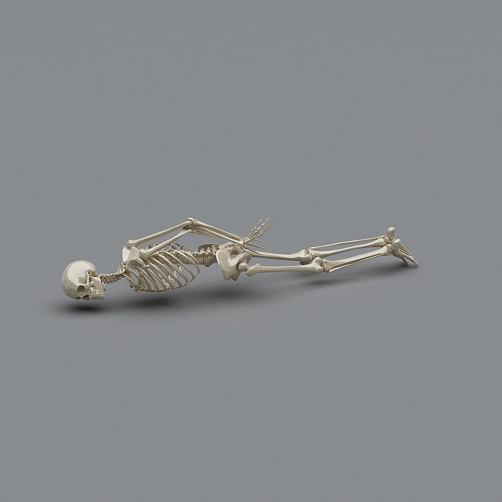 Human Skeleton 3D Model - Captivating Low Poly Design