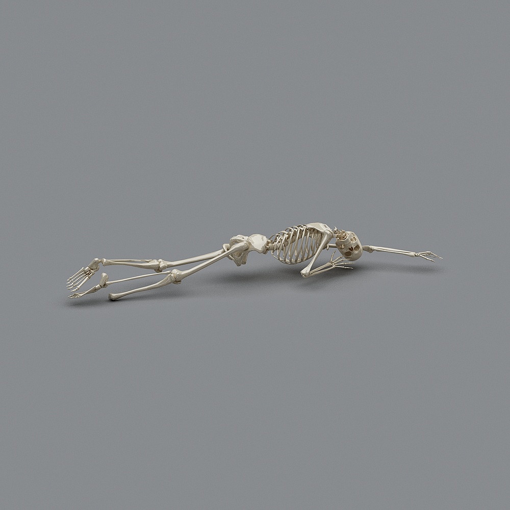 Low-poly High-detail Human Skeleton 3D model