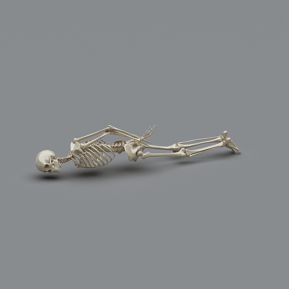 Realistic Human Skeleton 3D model