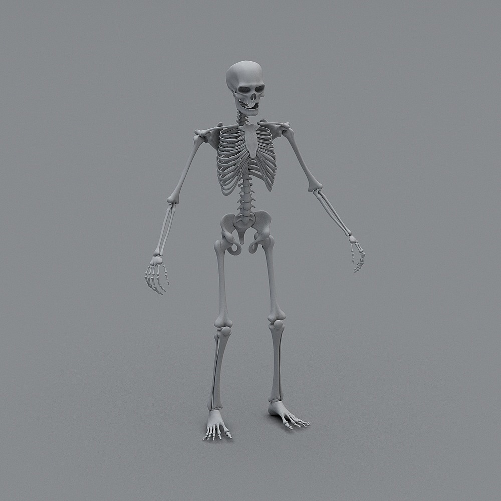 Realistic 3D Skeleton Model for Creative Projects