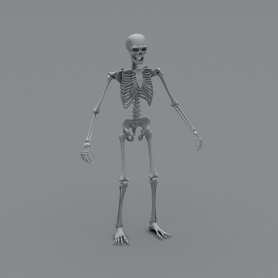 Realistic 3D Skeleton Model for Creative Projects