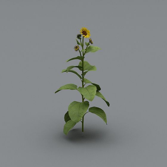 Lively Sunflower 3D Model for Creative Applications