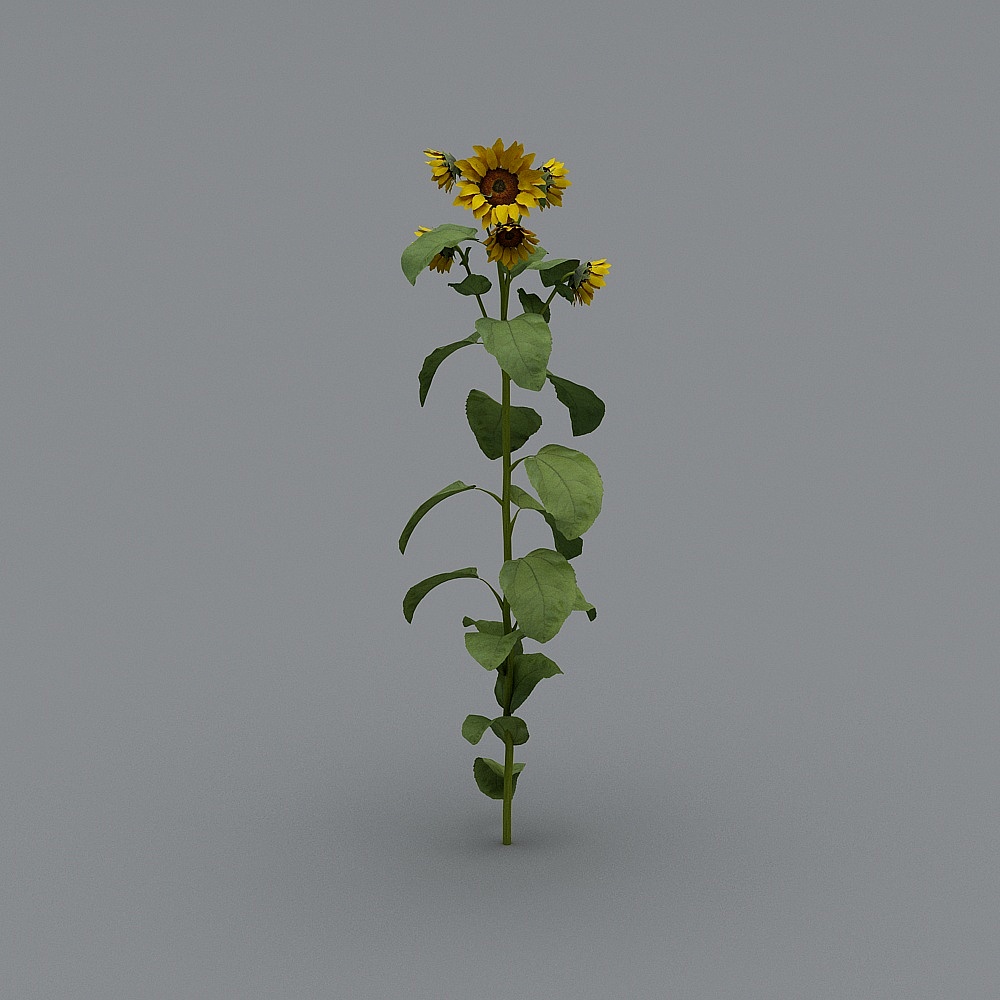 Tournesol