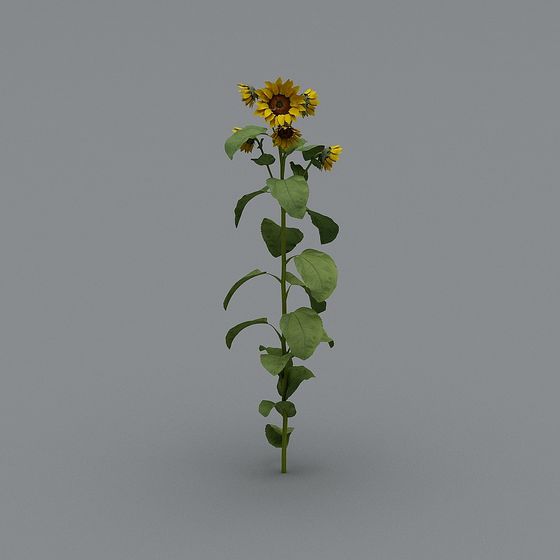 Tournesol