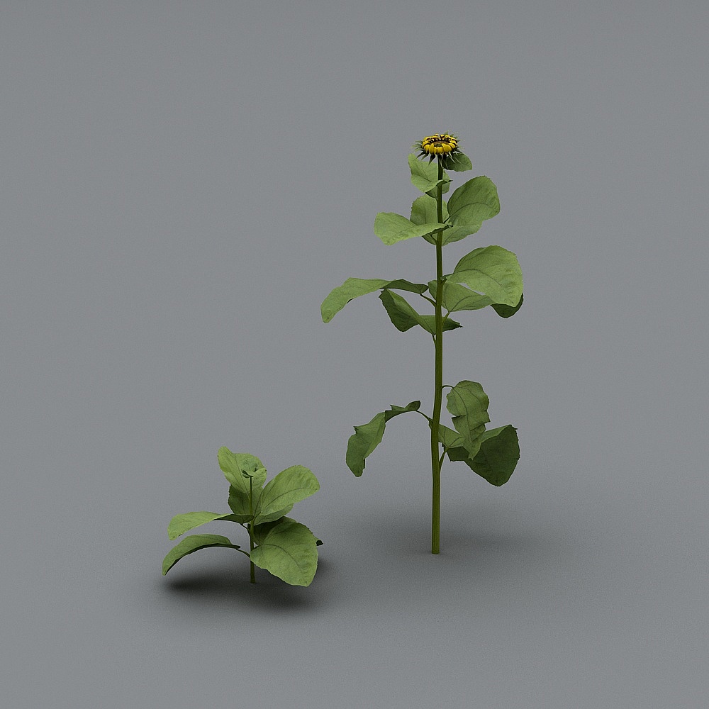 Tournesol d'Halloween-4