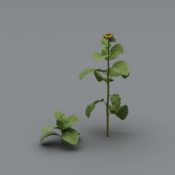 Tournesol d'Halloween-4