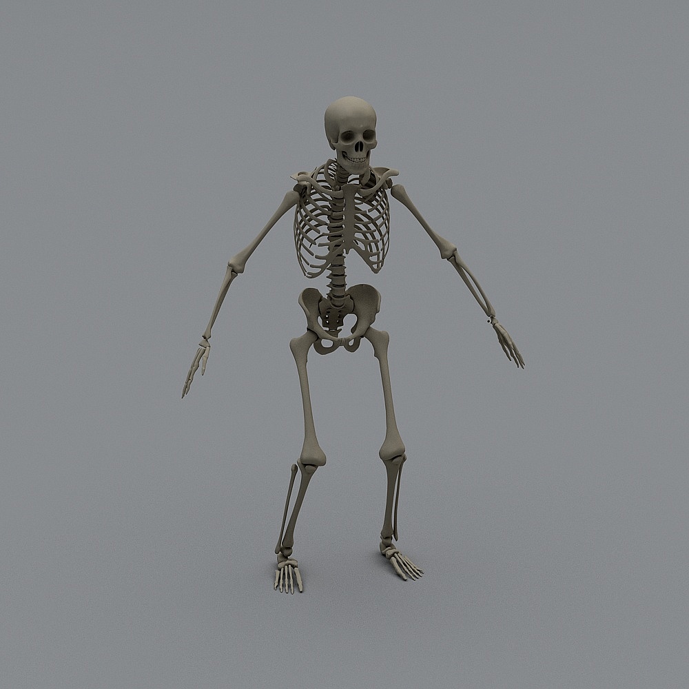Realistic 3D Skeleton Model for Creative Projects
