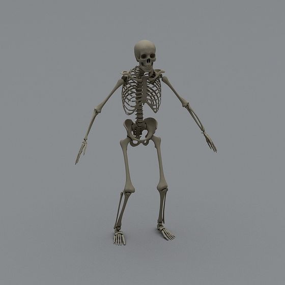 Realistic 3D Skeleton Model for Creative Projects