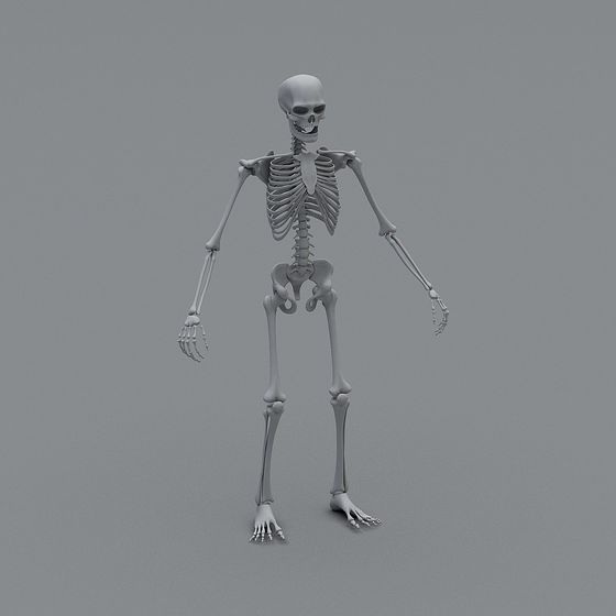 Spooky Skele Detailed 3D Skeleton Model