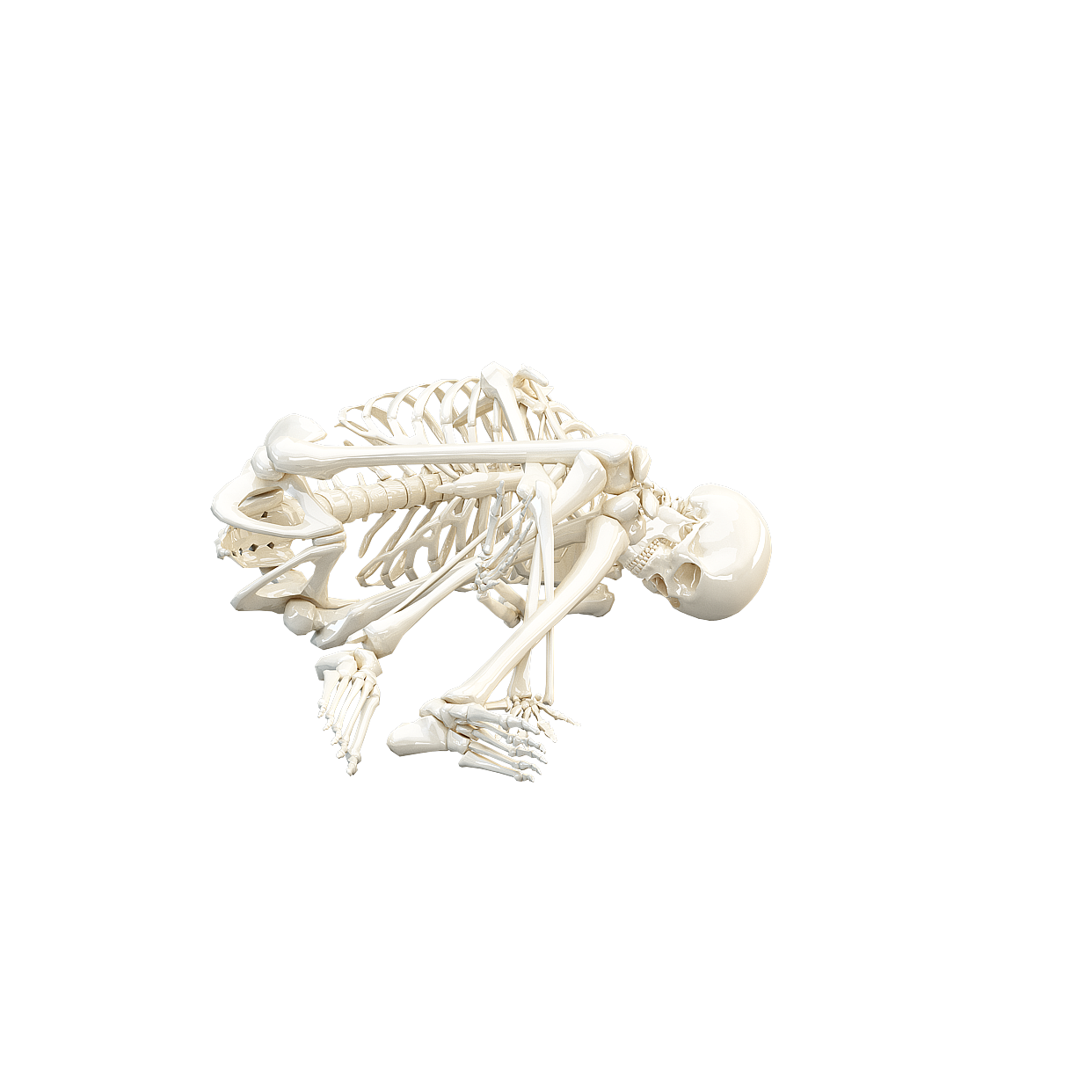 Detailed Human Skeleton 3D Model – Realistic Bone Texture